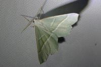 Campaea margaritaria