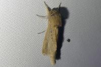 Phragmataecia castaneae