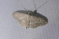 Idaea seriata