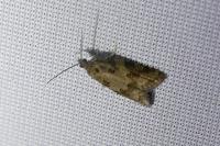 Cnephasia