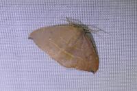 Watsonalla uncinula