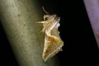 Habrosyne pyritoides