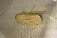 Mythimna pallens