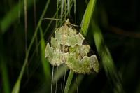 Colostygia pectinataria