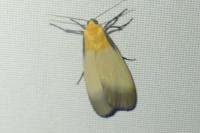 Lithosia quadra