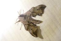 Smerinthus ocellatus