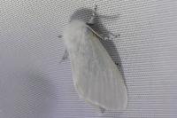 Leucoma salicis