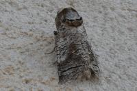 Cossus cossus