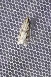 Eudonia angustea