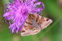 Euclidia glyphica