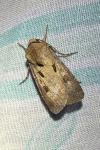 Agrotis exclamationis