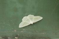 Campaea margaritaria