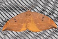 Watsonalla binaria