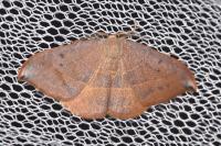 Watsonalla uncinula