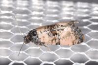 Cochylis atricapitana