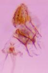 Ocnerostoma friesei
