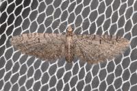 Eupithecia ultimaria