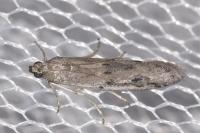Phycitodes albatella