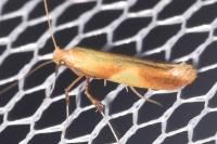 Caloptilia robustella