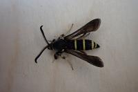 Paranthrene tabaniformis