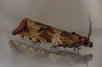 Celypha cespitana