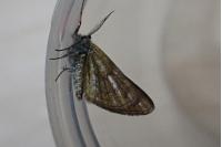 Isturgia famula