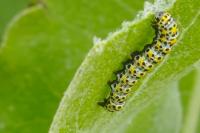 Cucullia verbasci