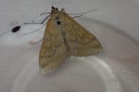 Sitochroa verticalis