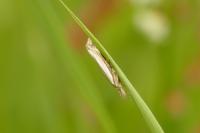 Crambus pascuella
