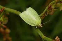 Tortrix viridana