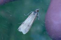 Nomophila noctuella