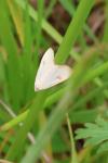 Rivula sericealis