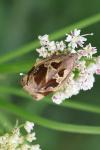 Archips crataegana