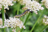 Depressaria daucella
