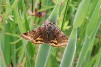 Euclidia glyphica