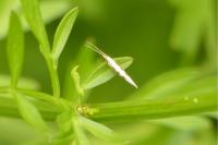 Plutella xylostella