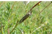 Spiris striata