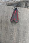 Tyria jacobaeae