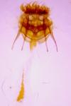 Cnephasia communana