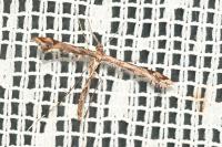Amblyptilia acanthadactyla