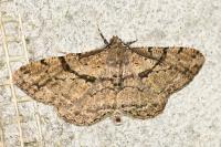 Peribatodes rhomboidaria