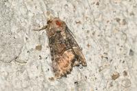 Oligia latruncula/strigilis/versicolor