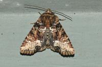 Oligia strigilis