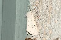 Spilosoma lubricipeda