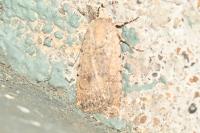 Caradrina clavipalpis
