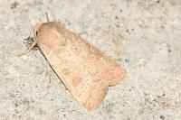 Hoplodrina ambigua
