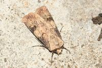 Agrotis puta