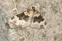 Epirrhoe galiata