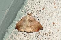 Laspeyria flexula
