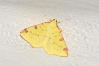 Opisthograptis luteolata